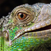 Von Drachen bewacht – die Kaffee-Rarität "Galápagos Speciality SBH"